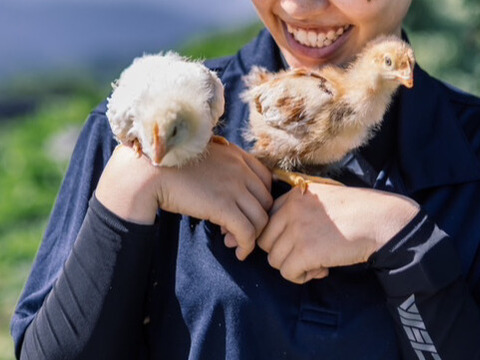 【ギフトにも♬】自社農場のたまごたっぷり♪ うみたてたまごの生命のマヨネーズ 250g×3本【熨斗対応可】