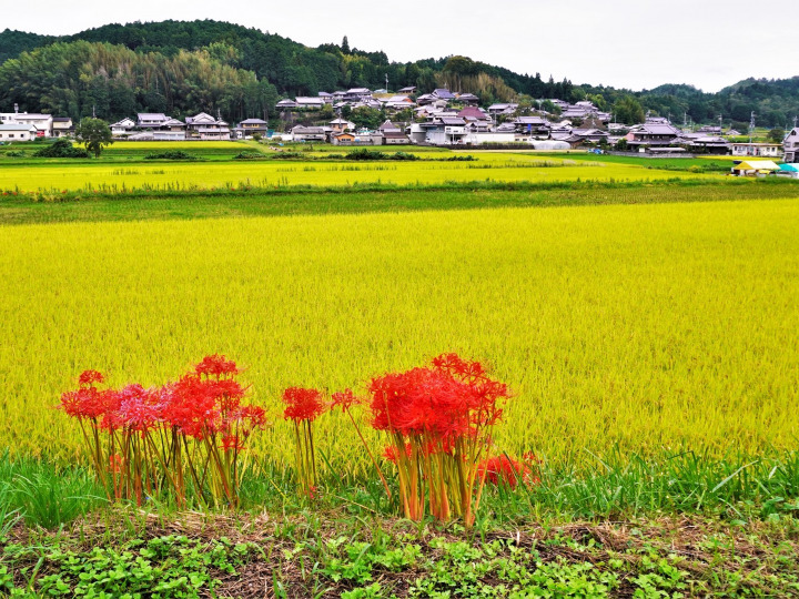 生産者のこだわり