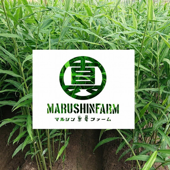 マルシン生姜ファーム