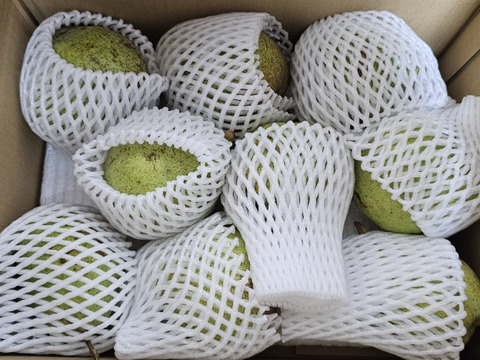 【缶詰とは別物】バラード 酸味ほとんどなしかも！ 3キロ箱 5〜13玉 商品ID55544 洋梨 幻 幻の 果物 フルーツ