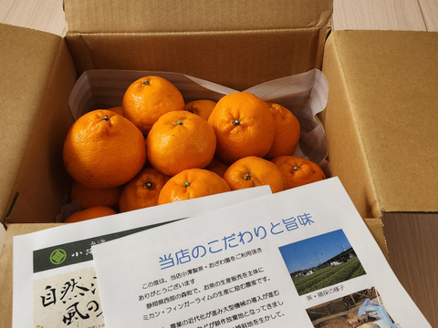 静岡県産　濃厚完熟みかん【はるみ】ご家庭用　3ｋｇ