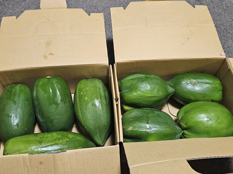 新鮮でジューシー！青パパイヤ（ご家庭用・４kg）