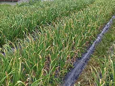 【今しか味わえない】生にんにく1kg(栽培期間中:農薬・化学肥料不使用)