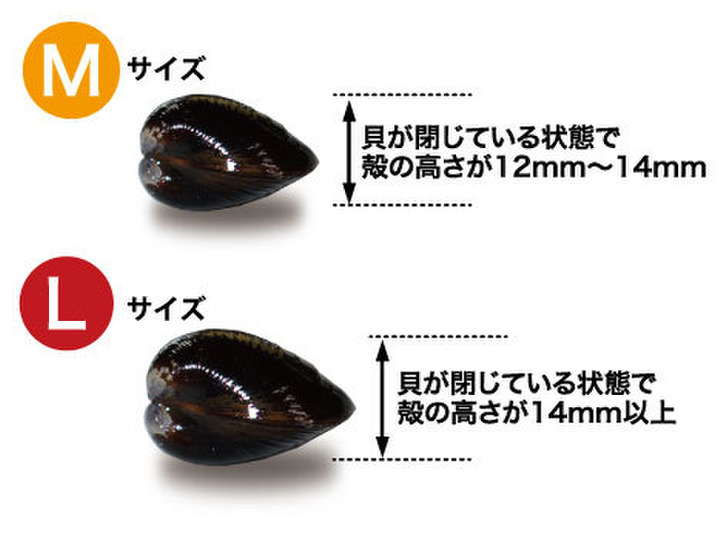 食べくらべ】宍道湖しじみM500g・L500g（砂抜き済）：島根県産のシジミ｜食べチョク｜産地直送(産直)お取り寄せ通販 -  農家・漁師から旬の食材を直送