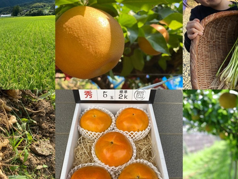 渋柿　干し柿などに　5キロ
