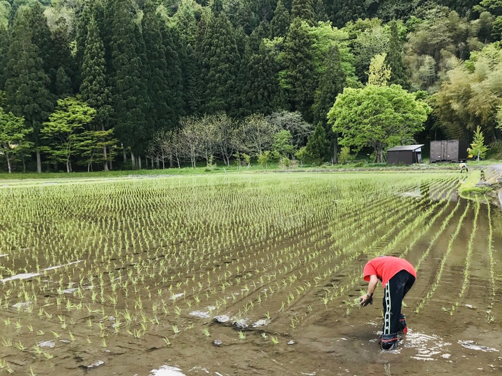令和6年新米】長良川水輝 郡上産コシヒカリ 白米 1kg:岐阜県産 令和6年新米】長良川水輝 郡上産コシヒカリ 白米 1kg:岐阜県産