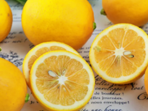 食べ比べ【数量限定☆希少の高級柑橘🎁】不知火１㎏&マイヤーレモン１㎏🍊🍋