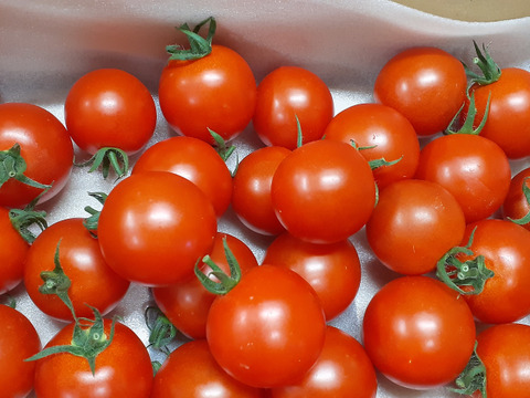 島根県産　完熟ミディトマト（２ｋｇ）