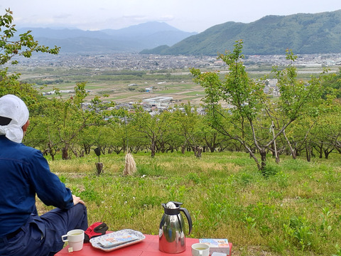 千曲市産　信山丸あんず
シロップ漬け　1.5K
限定