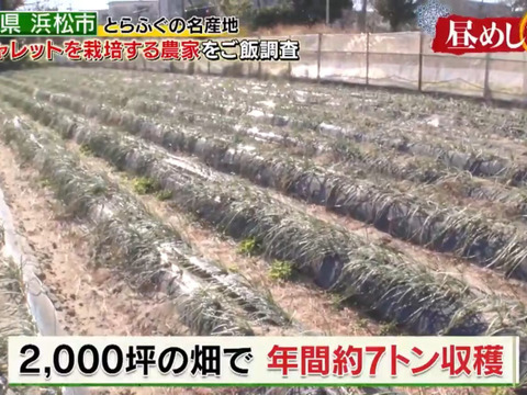 静岡県産　生らっきょう　500ｇ