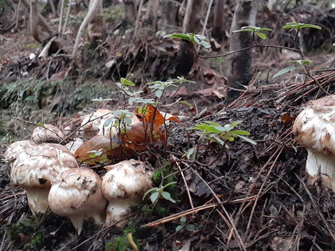 花笑み農園　岡山の訳あり『松茸』１００ｇ