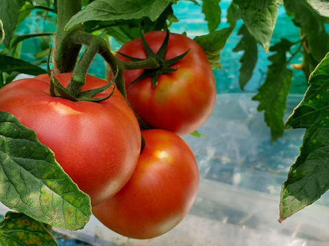 【無塩・無添加・無加水】毎日飲みたくなる大玉トマト100%ジュースお得な25本