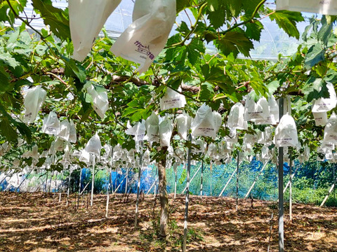 【ご家庭用】大粒甘い！ピオーネ 約2kg（3〜4房）