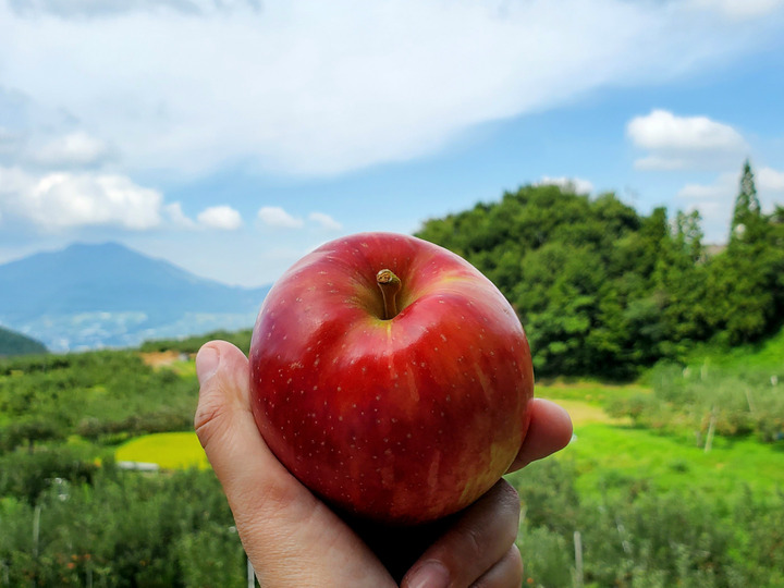 標高600~700Mで育てた美味しい果物!