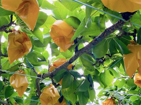 幻の梨🍃　千葉県産【かおり】5㎏　家庭用『6～10玉入』市川のなし