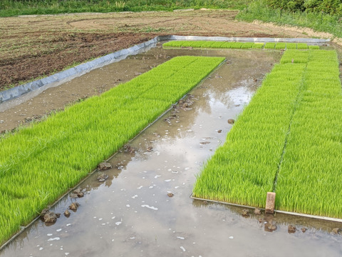 自然栽培米 イセヒカリ5㎏【玄米】