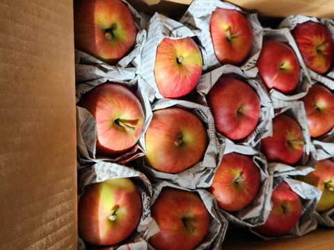 りんご 楽天市場】信州りんごきらら12個入大 長野県産りんご果汁使用