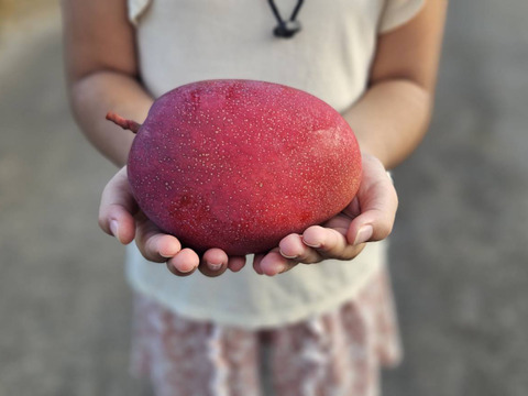 沖縄の恵みで心も満たす！ご褒美マンゴー【特選】（2㎏・4～6玉）