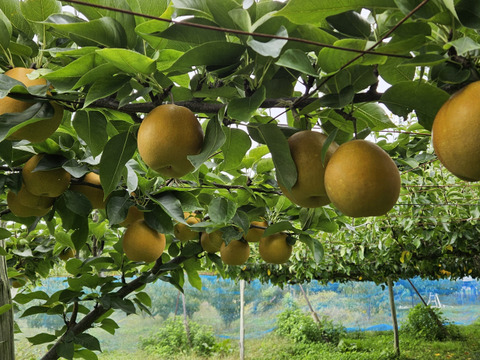 樹上完熟和梨「甘太」5kg【直送便】