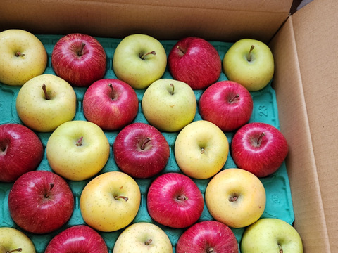 完熟星の金貨　5キロ