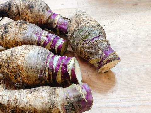 軽井沢高原野菜 ルタバガ （ スウェーデンカブ ）北欧野菜 1.4kg