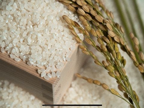 先着100名様限定！【令和7年】高知県産コシヒカリ玄米・白米(ご家庭用