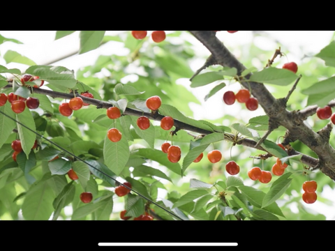【さくらんぼ】家庭用グラデーションセット 【佐藤錦】🍒1キロ🍒【双子ちゃんが入るかも】【訳あり】