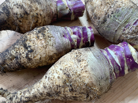 軽井沢高原野菜 ルタバガ （ スウェーデンカブ ）北欧野菜 1.4kg