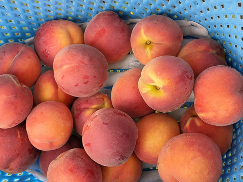 歯ごたえカリカリの桃！　長野県産　早生ワッサー　約3kg（9～12個）