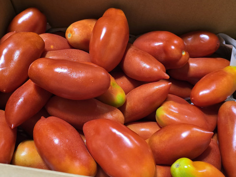 【調理用トマト】旨みが強い！サンマルツァーノ（約5㎏）