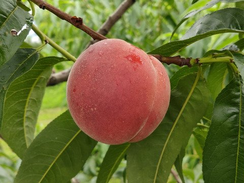 【お中元】【夏ギフト】【収穫当日発送】信州産の真っ赤で甘い桃！なつっこ　３kg(８～９玉)