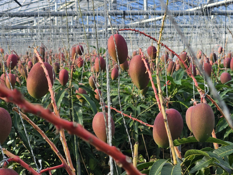 沖縄の恵みで心も満たす！ご褒美マンゴー【特選】（2㎏・4～6玉）