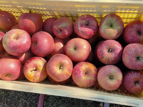 【お買い得品】シャキッとした歯ごたえの長野県産サンふじ（３ｋｇ）
