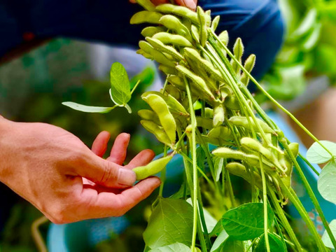 【朝どれ】1度お試しください！味が濃厚！千葉県船橋産ブランド枝豆！250g×4袋