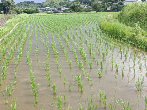自然栽培米 イセヒカリ5㎏【玄米】