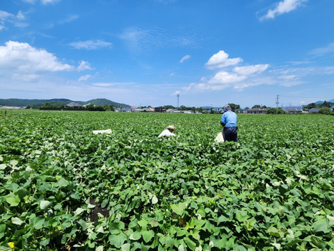 黄金色のお芋！ホクホクとした栗ようなサツマイモ　黄金千貫　６㎏