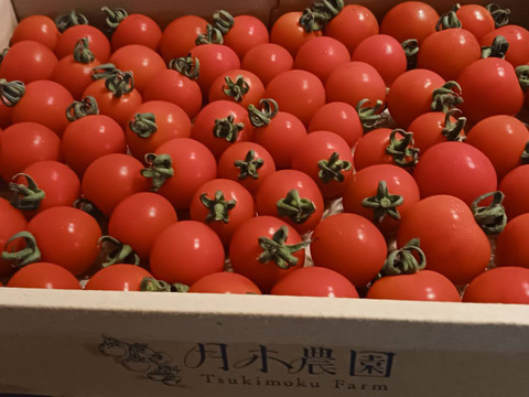 まん丸可愛いミニトマト『階上のしずく』（たっぷり1キロ)