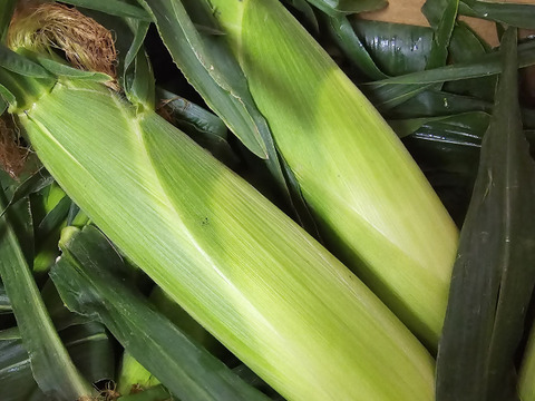 岩田青果朝採りとうもろこし🌽ゴールドラッシュ