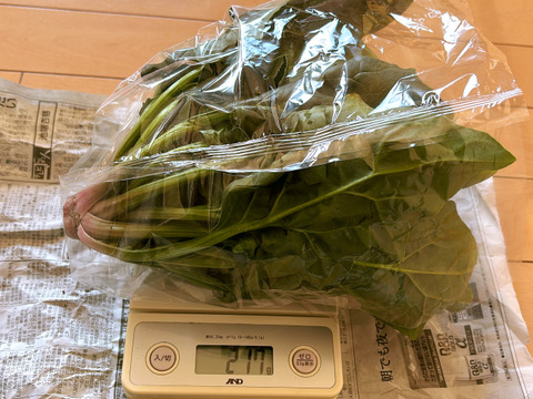 冬の本気！ギュッと濃い味肉厚ほうれん草（200ℊﾊﾟｯｸ×１０Ｐ）