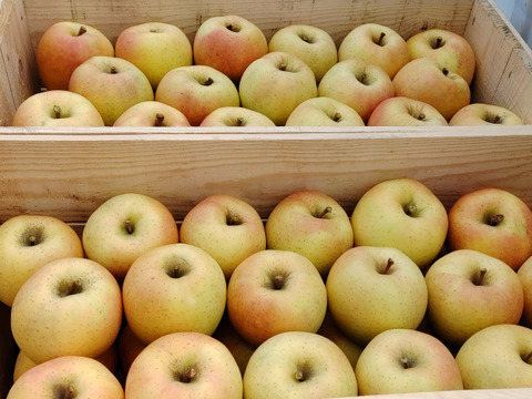 食べ比べ！！青森県産3品種詰合せりんご約3㎏（キャップ8～10個）