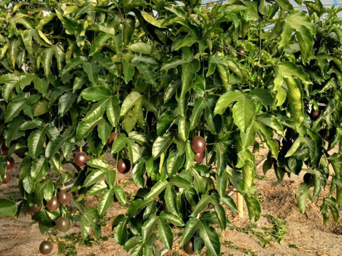 瀬戸内香川のパッションフルーツ　　食べ頃1.5㎏