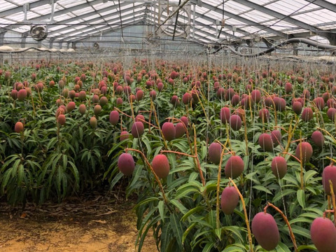 【順次発送中】県知事賞受賞 サンライズファームのマンゴー 【秀品】【1kg】