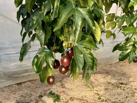 瀬戸内香川のパッションフルーツ　　食べ頃1.5㎏