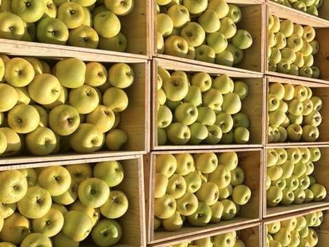 【洋梨みたいな超レアりんご】約３キロ 青森県産りんご「樹上完熟葉とらず黄王」家庭用厳選品