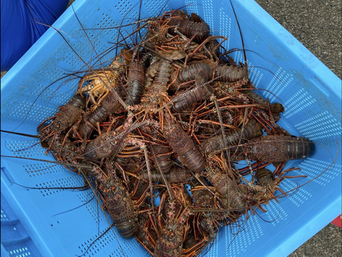 活〆血抜き　伊勢海老　冷凍　2匹（0.8k）