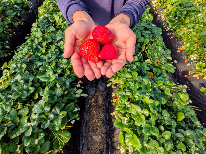 栃木県産とちあいか！たっぷり約2kg！規格外のため格安！甘くて酸味が