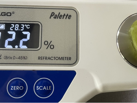 ピ1️⃣💥今季最終タイムセール【Newピオーネ】2kg化粧箱（3～6カット房入）加工用