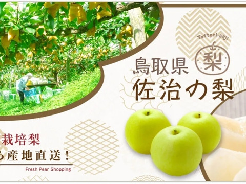 クール便「王秋梨」2.5キロ(4～6玉)たにがみ農園 鳥取県産 みずみずしい 梨 nashi ナシ なし【冬ギフト】