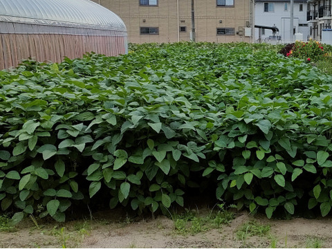 新潟県産 枝豆 早生品種 2kg
