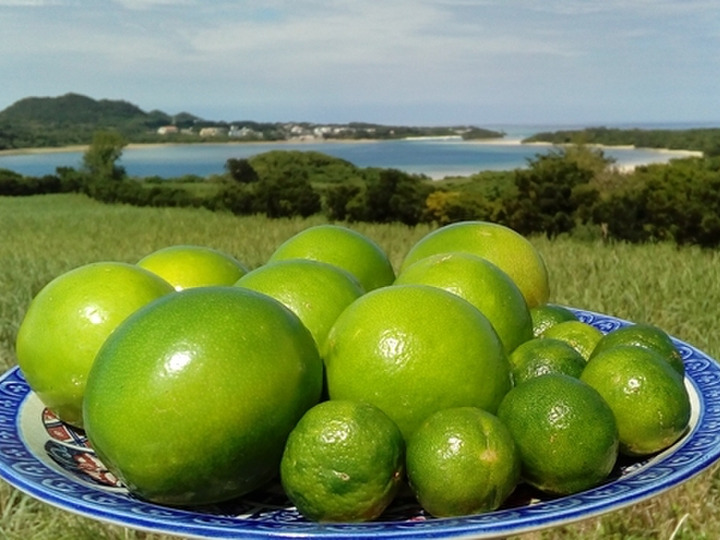 ＺＡＫＩファームへのレビュー・商品：沖縄県｜食べチョク｜産地直送(産直)お取り寄せ通販 - 農家・漁師から旬の食材を直送